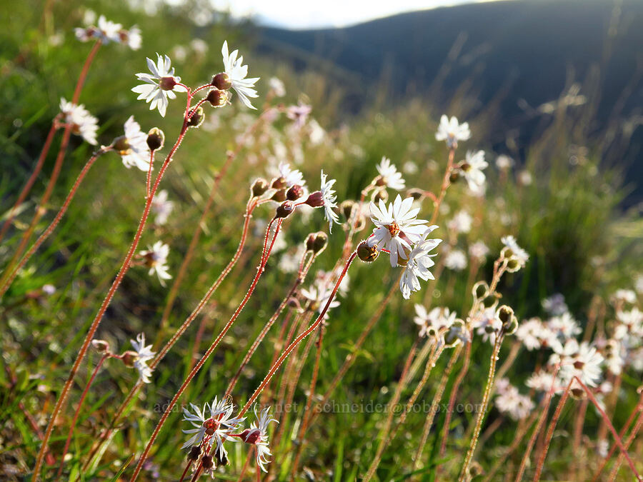 prairie stars (Lithophragma glabrum) [Cottonwood Canyon State Park, Gilliam County, Oregon]