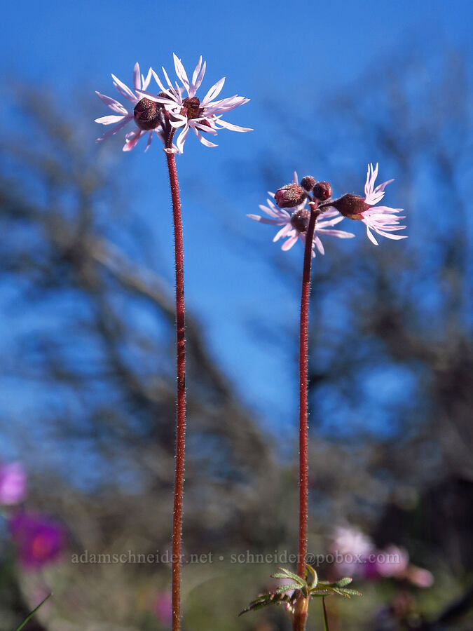 prairie stars (Lithophragma glabrum) [Chenoweth Tableland, Wasco County, Oregon]