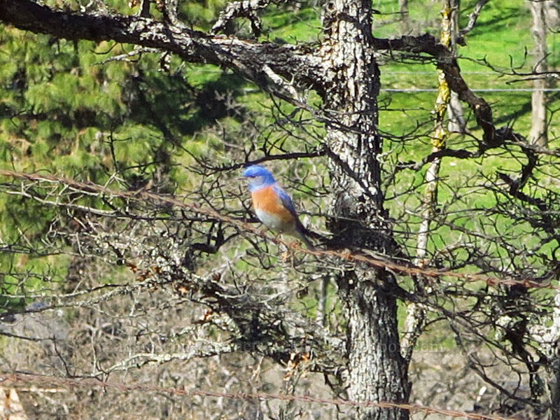 western bluebird (Sialia mexicana) [Chenoweth Tableland, Wasco County, Oregon]