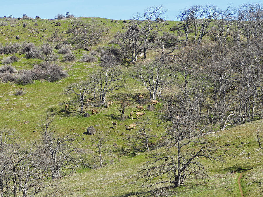 mule deer & oak trees (Odocoileus hemionus columbianus, Quercus garryana) [Chenoweth Tableland, Wasco County, Oregon]