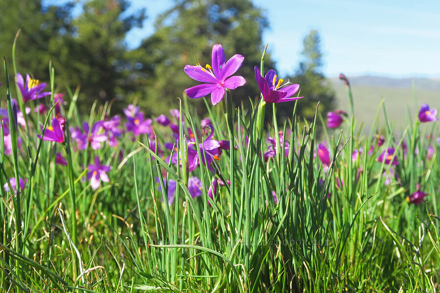 grass-widows (Olsynium douglasii) [Chenoweth Tableland, Wasco County, Oregon]