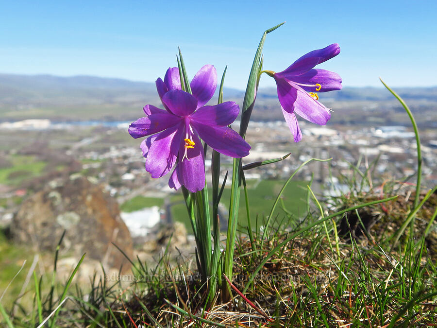 grass-widows & The Dalles (Olsynium douglasii) [Chenoweth Tableland, Wasco County, Oregon]