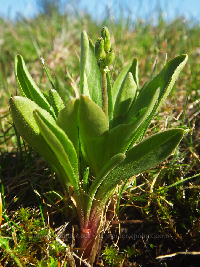 poet's shooting-star, budding (Dodecatheon poeticum (Primula poetica)) [Chenoweth Tableland, Wasco County, Oregon]