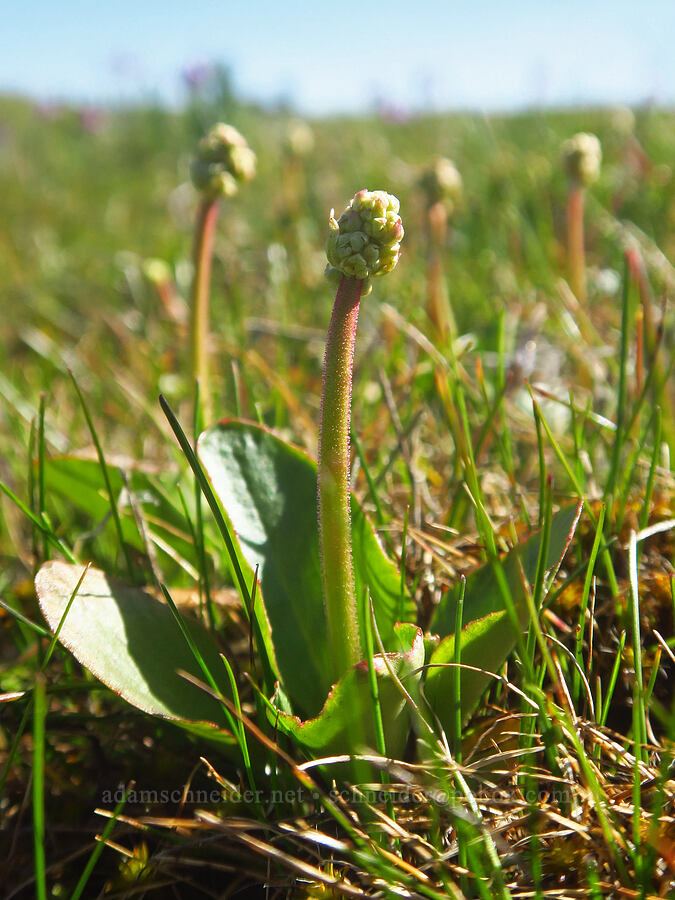 brittle-leaf saxifrage, budding (Micranthes fragosa (Saxifraga integrifolia var. claytoniifolia)) [Chenoweth Tableland, Wasco County, Oregon]