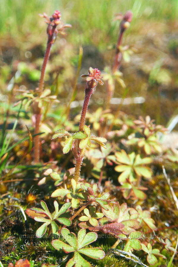 prairie stars, budding (Lithophragma glabrum) [Chenoweth Tableland, Wasco County, Oregon]