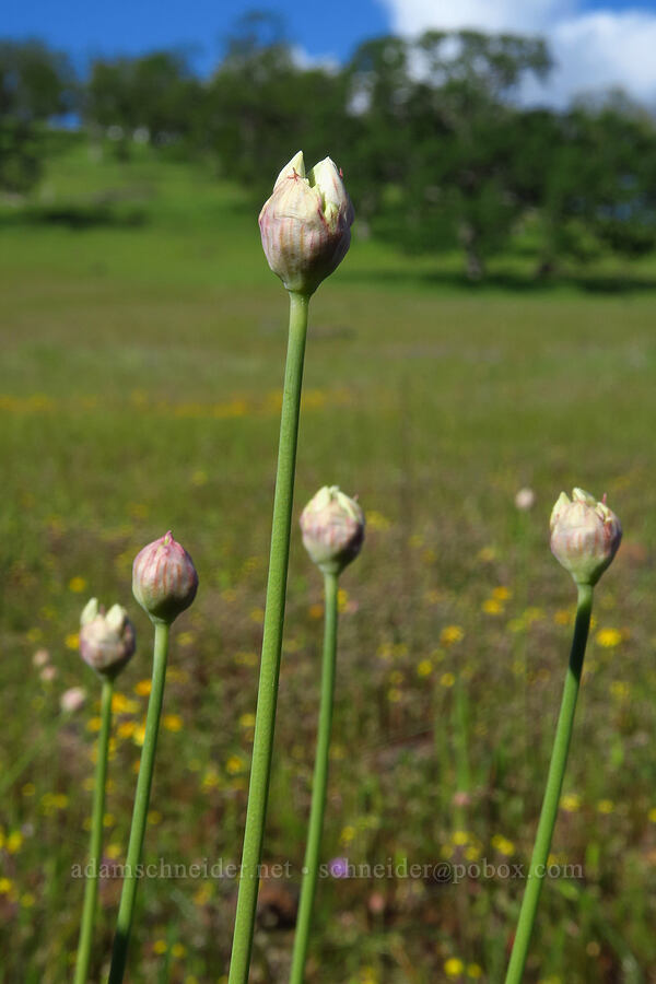 narrow-leaf onion, budding (Allium amplectens) [Sacramento River Bend Outstanding Natural Area, Shasta County, California]