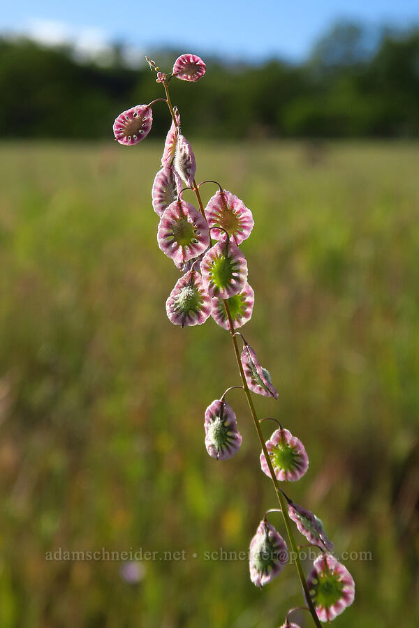 fringe-pod (Thysanocarpus curvipes) [Sacramento River Bend Outstanding Natural Area, Shasta County, California]