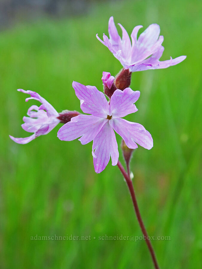 pink prairie star (Lithophragma parviflorum var. trifoliatum (Lithophragma trifoliatum)) [Sacramento River Bend Outstanding Natural Area, Tehama County, California]