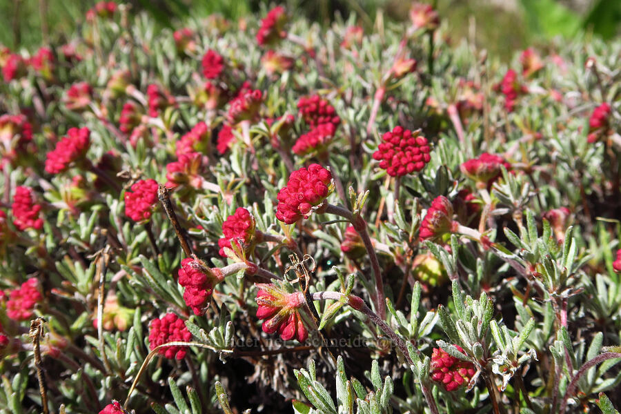 scabland buckwheat, budding (Eriogonum sphaerocephalum var. sublineare (Eriogonum douglasii var. tenue)) [Columbia Hills Natural Area Preserve, Klickitat County, Washington]