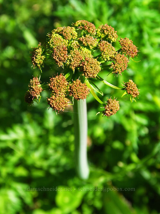 fern-leaf desert parsley (Lomatium dissectum) [Columbia Hills Natural Area Preserve, Klickitat County, Washington]