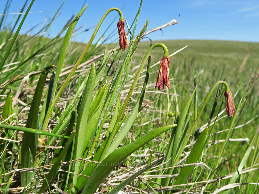 yellow bells, fading to red (Fritillaria pudica) [Columbia Hills Natural Area Preserve, Klickitat County, Washington]