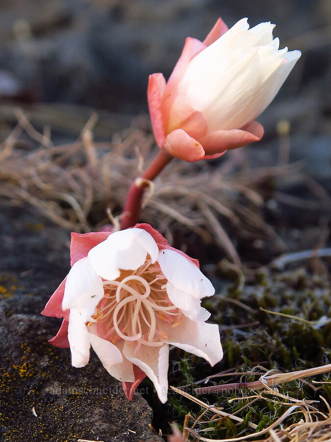 bitterroot (Lewisia rediviva) [Catherine Creek, Klickitat County, Washington]