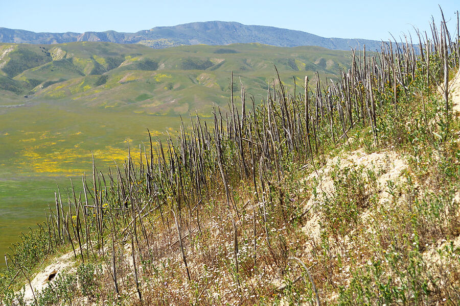 last year's desert candles (Caulanthus inflatus (Streptanthus inflatus)) [Temblor Ridge Road, Carrizo Plain National Monument, San Luis Obispo County, California]