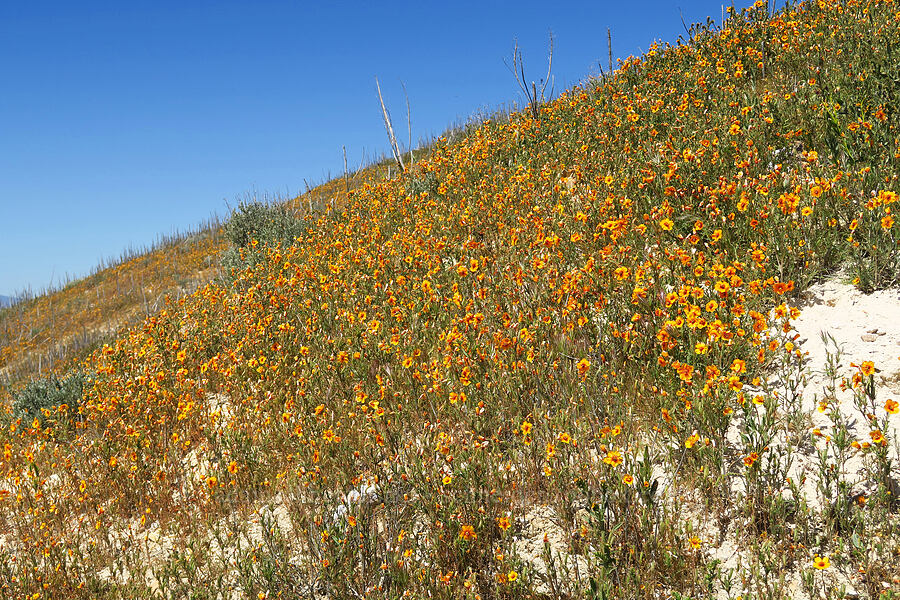 San Joaquin blazing-star (Mentzelia pectinata) [near Temblor Ridge Road, Carrizo Plain National Monument, San Luis Obispo County, California]