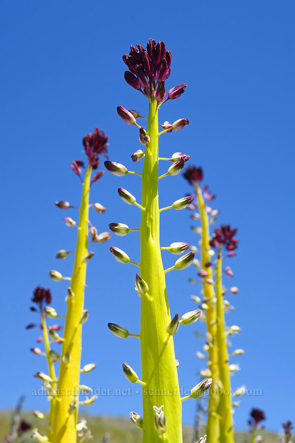 desert candles (Caulanthus inflatus (Streptanthus inflatus)) [near Temblor Ridge Road, Carrizo Plain National Monument, San Luis Obispo County, California]