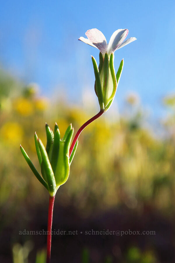 Bigelow's linanthus (Linanthus bigelovii (Gilia bigelovii)) [Quail Springs Road, Carrizo Plain National Monument, San Luis Obispo County, California]