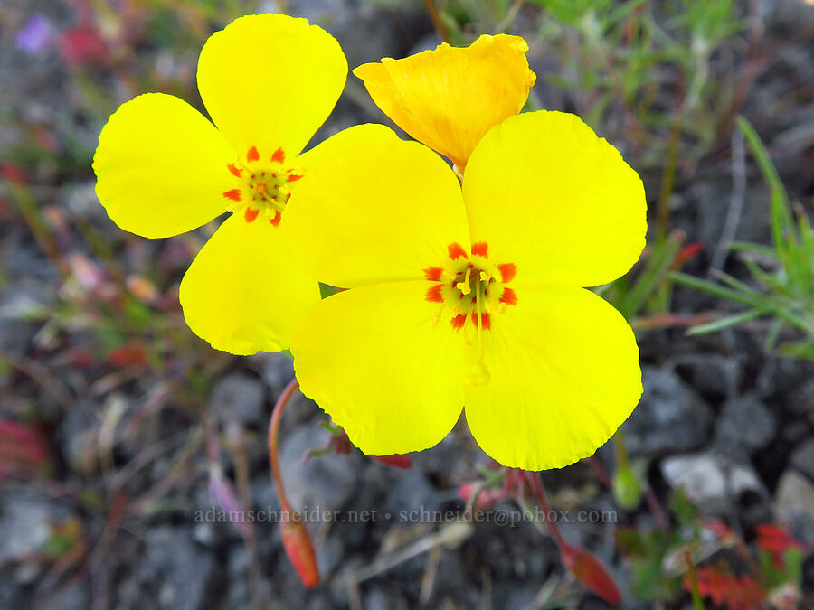 golden sun-cups (Camissonia campestris) [Quail Springs Road, Carrizo Plain National Monument, San Luis Obispo County, California]