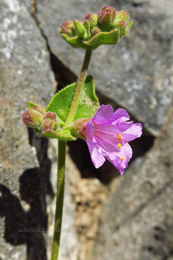 California four o'clock (Mirabilis laevis var. crassifolia) [Quail Canyon, Carrizo Plain National Monument, San Luis Obispo County, California]