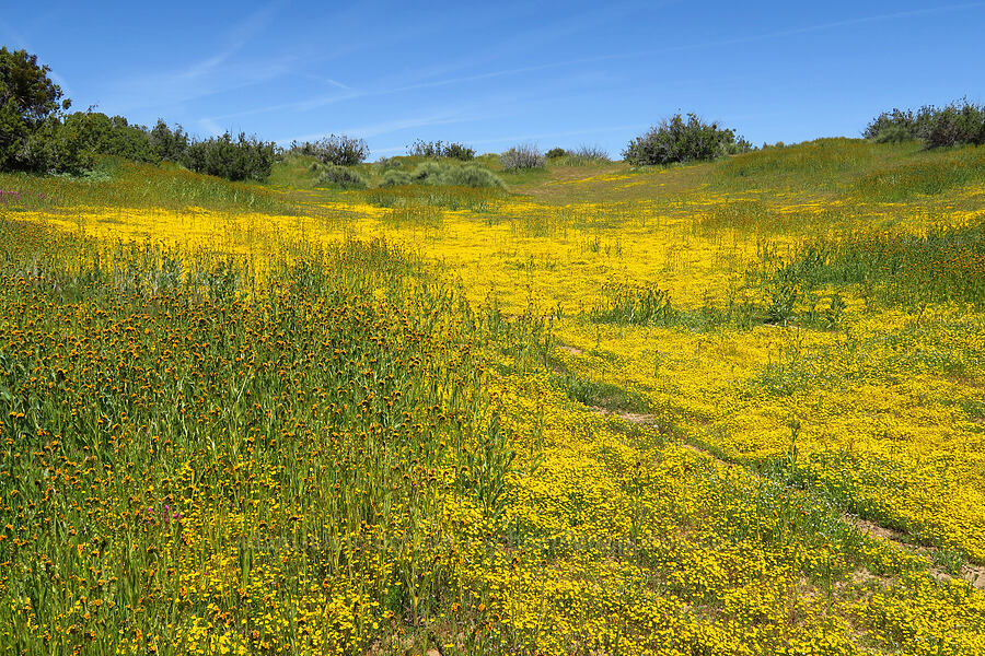 gold-fields & fiddleneck (Lasthenia sp., Amsinckia sp.) [Quail Springs Road, Carrizo Plain National Monument, San Luis Obispo County, California]