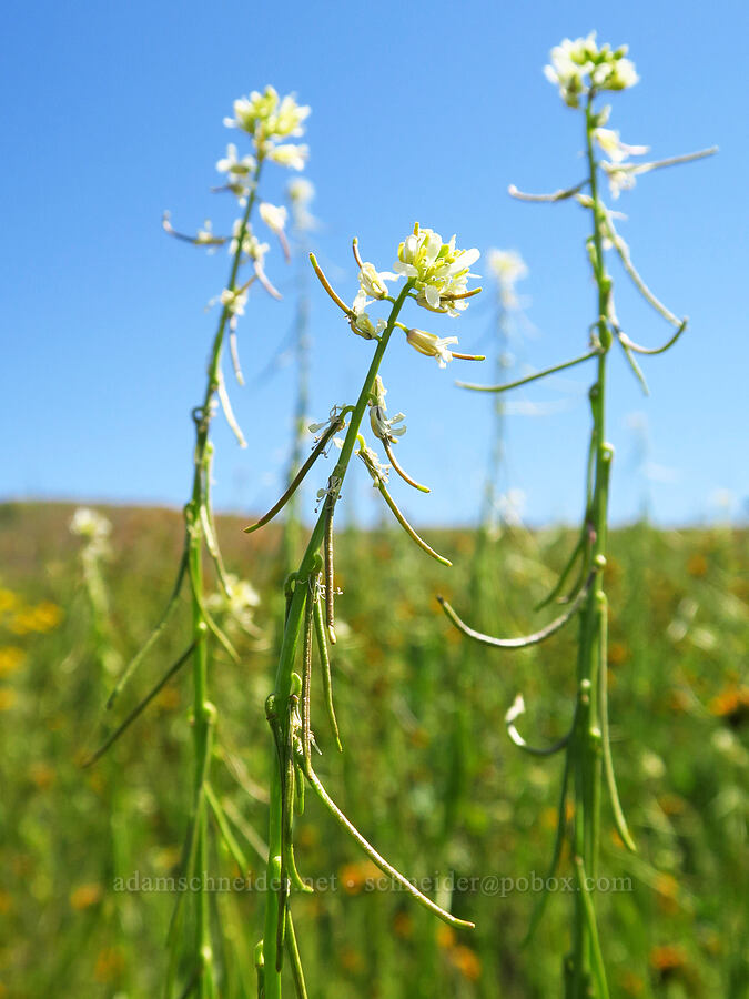California mustard (Caulanthus lasiophyllus (Streptanthus lasiophyllus)) [Wallace Creek Trail, Carrizo Plain National Monument, San Luis Obispo County, California]