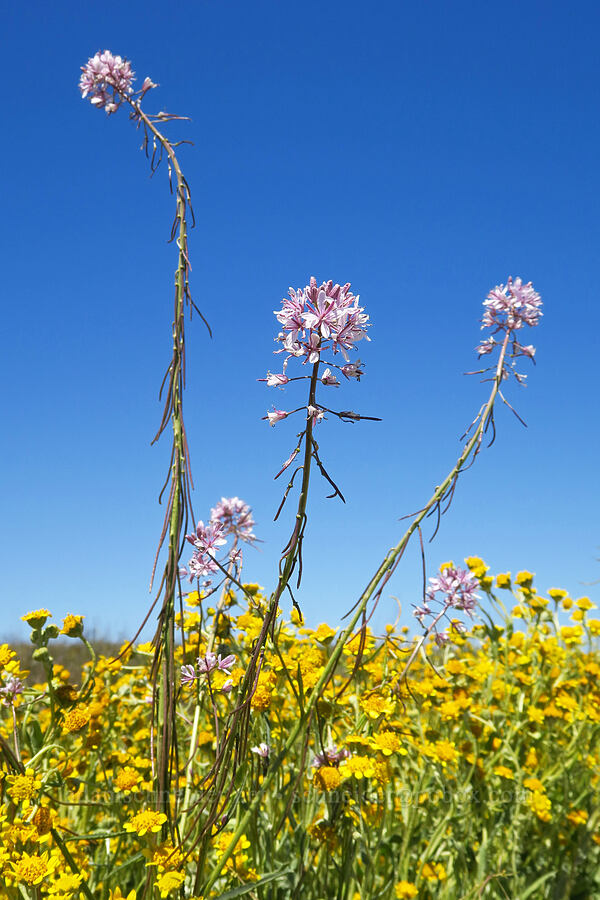 Lemmon's mustard (Caulanthus anceps (Streptanthus anceps)) [Simmler Road, Carrizo Plain National Monument, San Luis Obispo County, California]