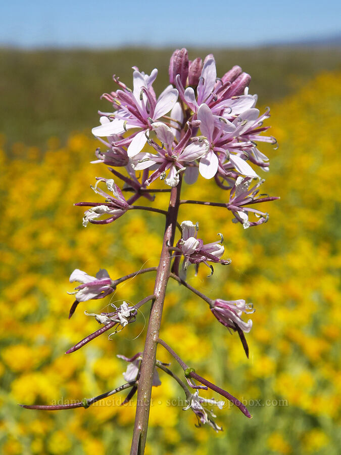 Lemmon's mustard (Caulanthus anceps (Streptanthus anceps)) [Simmler Road, Carrizo Plain National Monument, San Luis Obispo County, California]