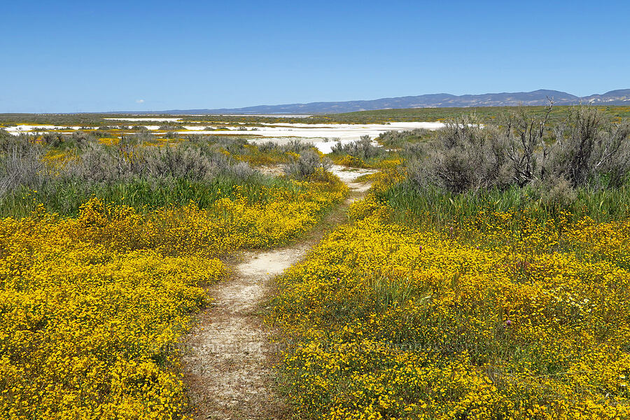 wildflowers & the edge of Soda Lake [Simmler Road, Carrizo Plain National Monument, San Luis Obispo County, California]