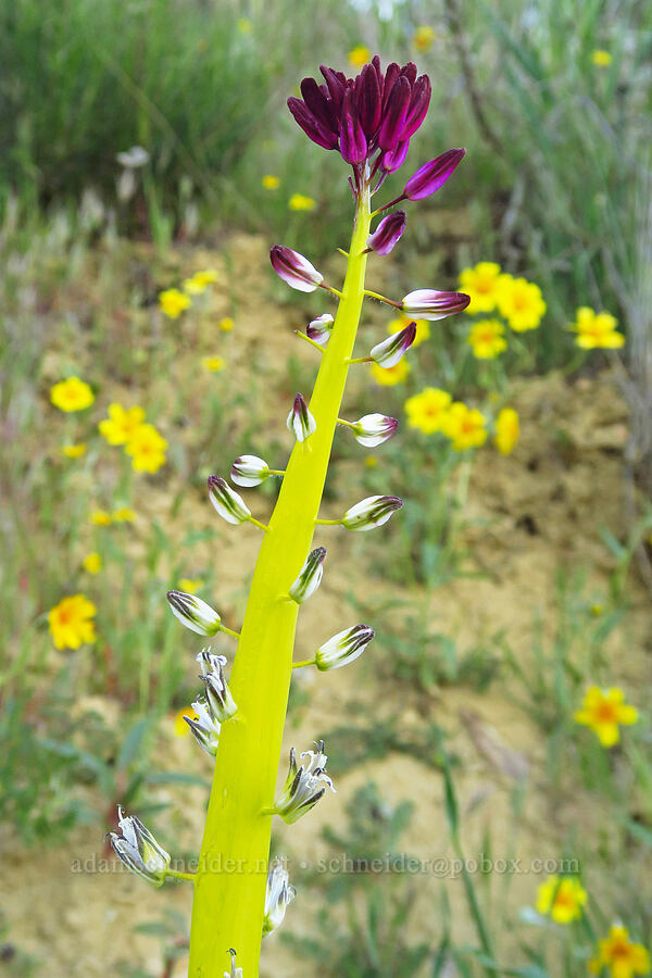 desert candle (Caulanthus inflatus (Streptanthus inflatus)) [Caliente Mountain Road, Carrizo Plain National Monument, San Luis Obispo County, California]
