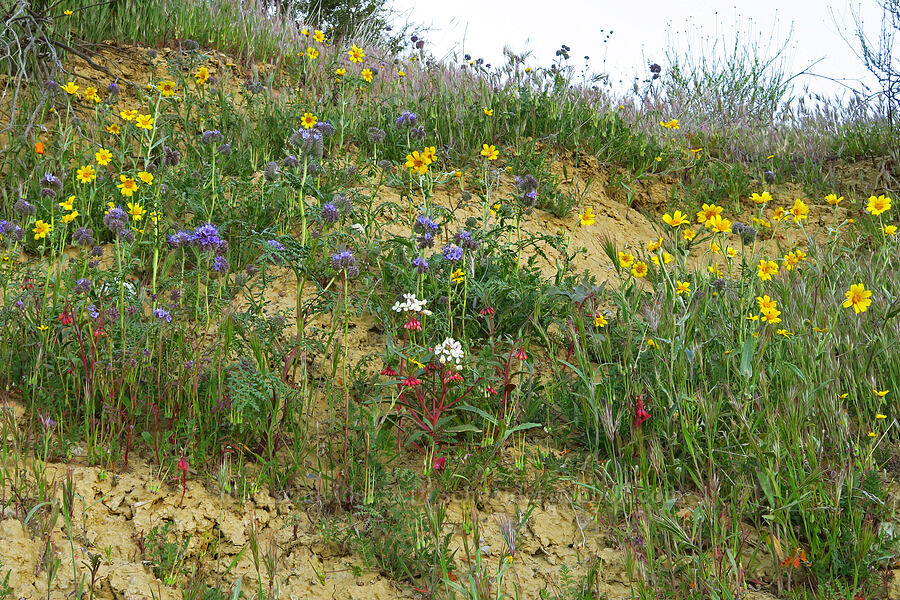 roadside wildflowers (Monolopia lanceolata, Phacelia sp., Eremothera boothii ssp. decorticans (Camissonia boothii ssp. decorticans)) [Caliente Mountain Road, Carrizo Plain National Monument, San Luis Obispo County, California]