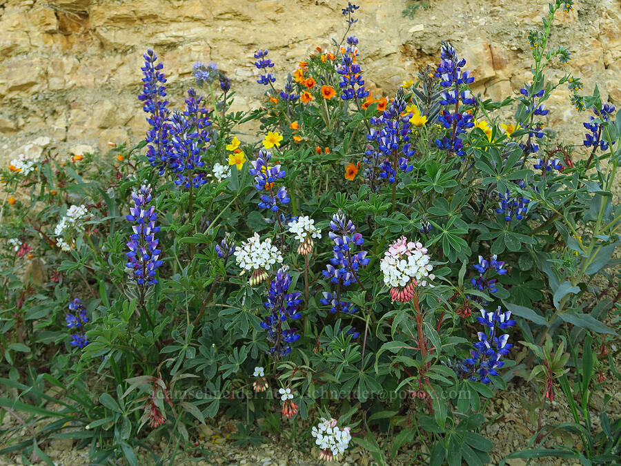 roadside wildflowers (Lupinus succulentus, Eremothera boothii ssp. decorticans (Camissonia boothii ssp. decorticans), Mentzelia pectinata, Monolopia lanceolata) [Caliente Mountain Road, Carrizo Plain National Monument, San Luis Obispo County, California]
