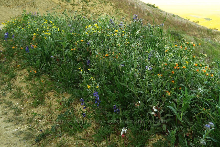 roadside wildflowers (Amsinckia vernicosa, Monolopia lanceolata, Mentzelia pectinata, Lupinus succulentus, Eremothera boothii ssp. decorticans (Camissonia boothii ssp. decorticans), Phacelia sp.) [Caliente Mountain Road, Carrizo Plain National Monument, San Luis Obispo County, California]