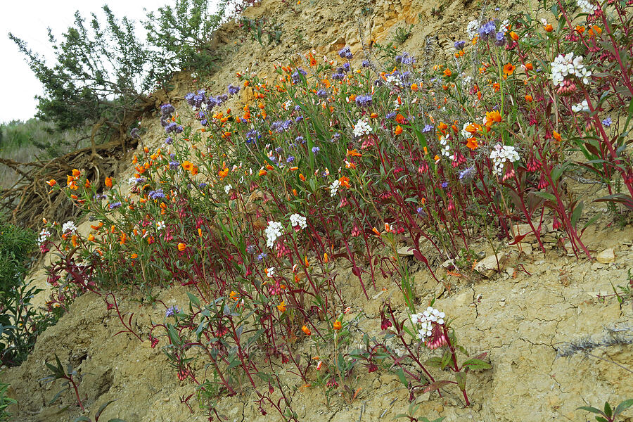 roadside wildflowers (Eremothera boothii ssp. decorticans (Camissonia boothii ssp. decorticans), Mentzelia pectinata, Phacelia sp.) [Caliente Mountain Road, Carrizo Plain National Monument, San Luis Obispo County, California]