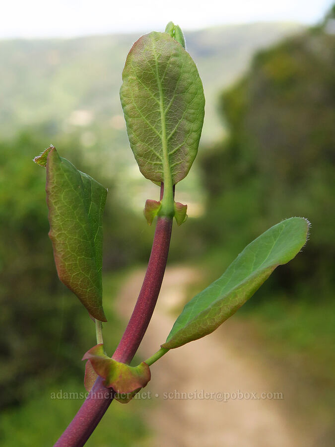 pink honeysuckle leaves (Lonicera hispidula) [Veeder Trail, Garland Ranch Regional Park, Monterey County, California]