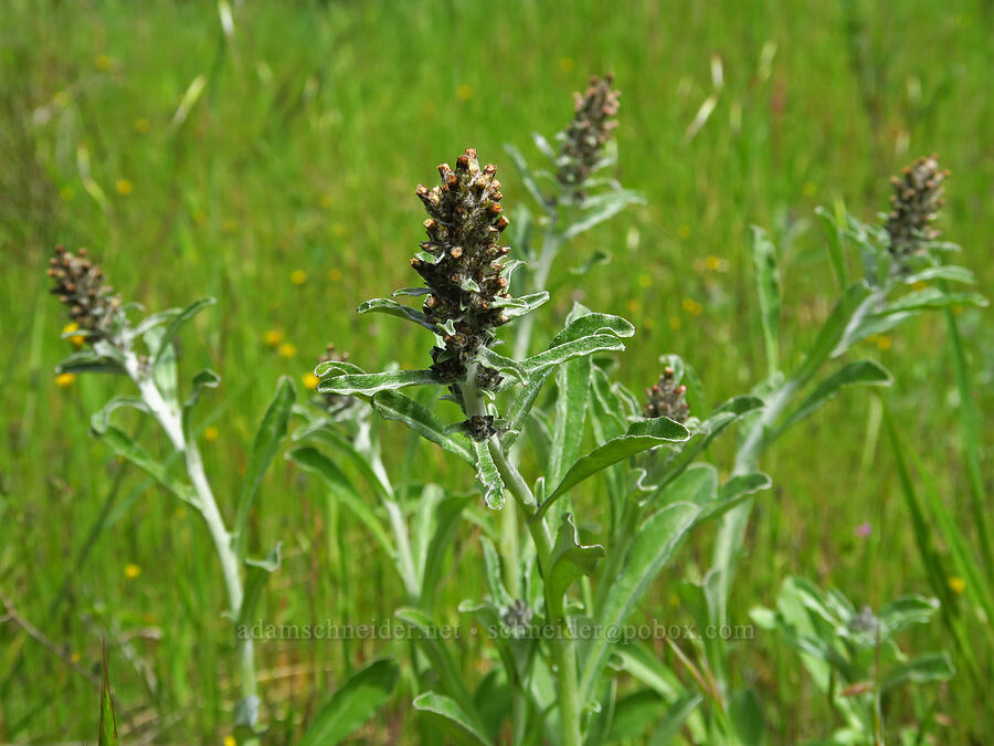 featherweed (purple cudweed) (Gamochaeta ustulata (Gnaphalium purpureum)) [Veeder Trail, Garland Ranch Regional Park, Monterey County, California]