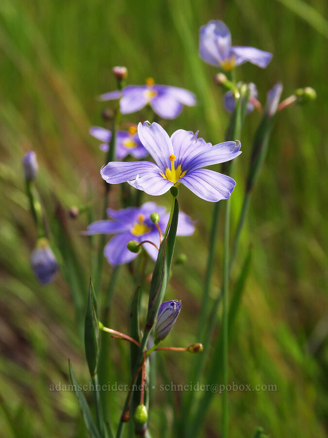 western blue-eyed-grass (Sisyrinchium bellum) [Veeder Pond, Garland Ranch Regional Park, Monterey County, California]