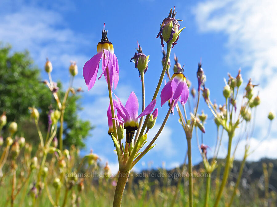 padre's shooting-stars (Dodecatheon clevelandii (Primula clevelandii)) [East Ridge Trail, Garland Ranch Regional Park, Monterey County, California]