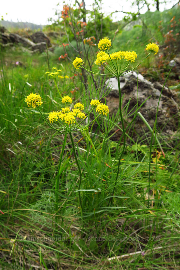 nine-leaf desert parsley (Lomatium triternatum var. triternatum) [Historic Columbia River Highway State Trail, Hood River County, Oregon]