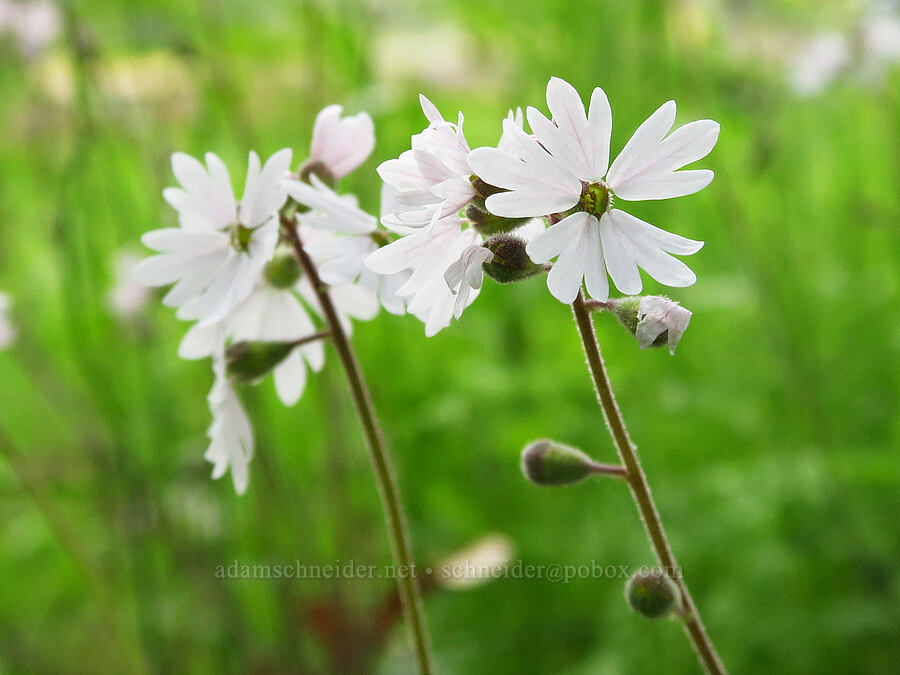 prairie stars (Lithophragma parviflorum) [Historic Columbia River Highway State Trail, Hood River County, Oregon]