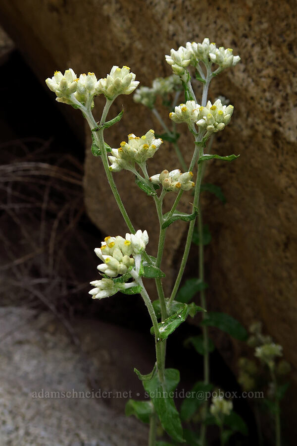 two-color rabbit-tobacco (Pseudognaphalium biolettii (Gnaphalium bicolor)) [Highway 178, Sequoia National Forest, Kern County, California]