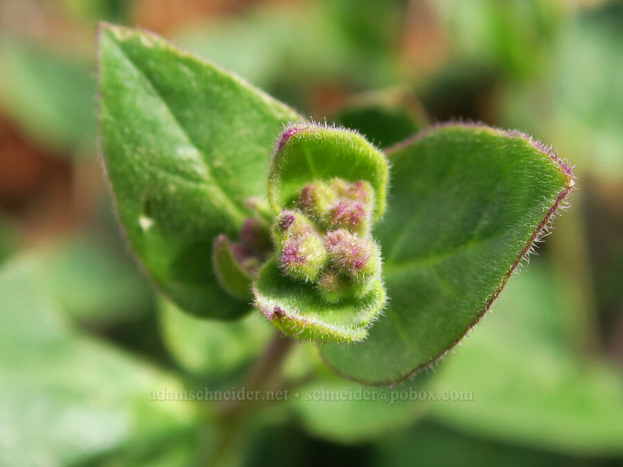 California four-o'-clock, budding (Mirabilis laevis var. crassifolia) [Highway 178, Sequoia National Forest, Kern County, California]