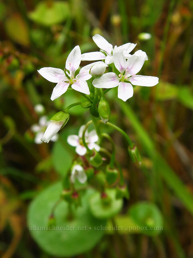 miner's-lettuce (Claytonia perfoliata (Montia perfoliata)) [Highway 178, Sequoia National Forest, Kern County, California]