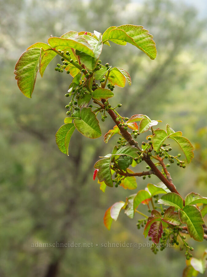 poison-oak, budding (Toxicodendron diversilobum (Rhus diversiloba)) [Highway 178, Sequoia National Forest, Kern County, California]