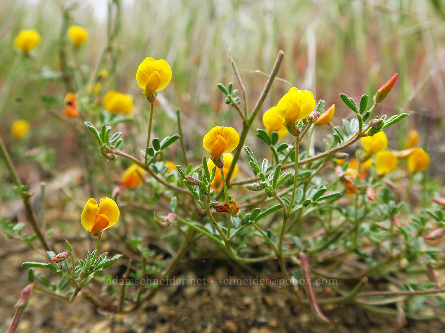 Bishop's lotus (Acmispon strigosus (Ottleya strigosa) (Lotus strigosus)) [Kern River Trail, Sequoia National Forest, Kern County, California]