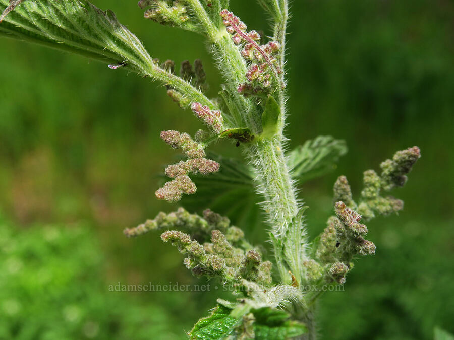 stinging nettle flowers (Urtica gracilis (Urtica dioica ssp. gracilis)) [Sycamore Creek, Sequoia National Forest, Kern County, California]