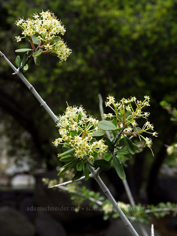 white-thorn ceanothus (Ceanothus cordulatus) [Delonegha River Access, Sequoia National Forest, Kern County, California]