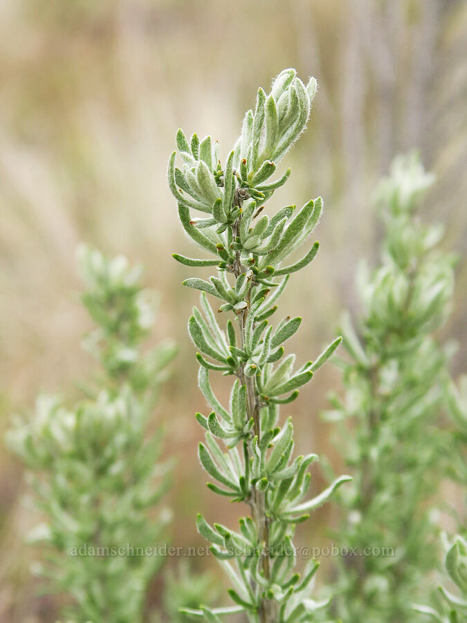 gray horse-brush leaves (Tetradymia canescens) [Lawrence Memorial Grassland Preserve, Wasco County, Oregon]