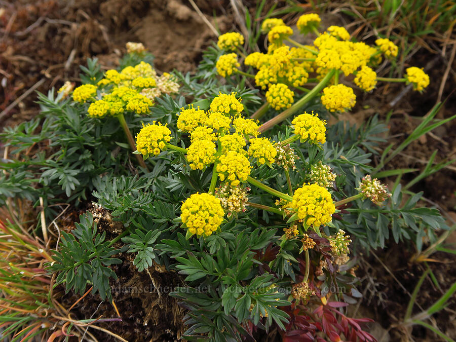 cous biscuitroot (Lomatium cous) [Rooper Road, Wasco County, Oregon]