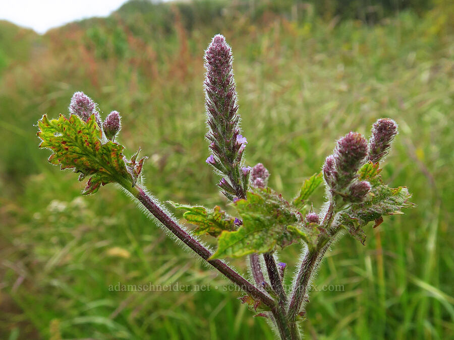 western vervain, budding (Verbena lasiostachys) [Rattlesnake Flats Trail, Montaña de Oro State Park, San Luis Obispo County, California]