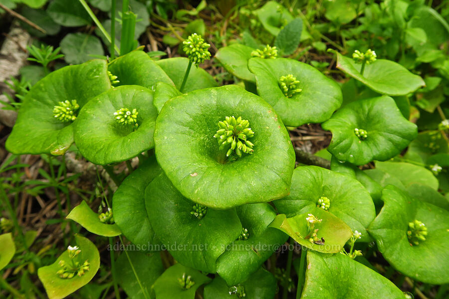 miner's-lettuce (Claytonia perfoliata (Montia perfoliata)) [Hazard Canyon, Montaña de Oro State Park, San Luis Obispo County, California]