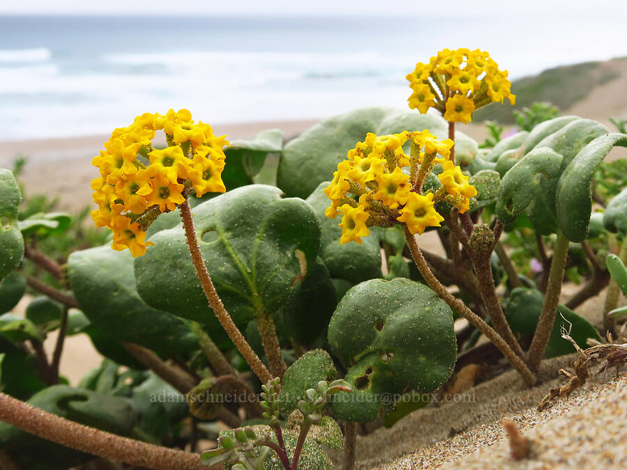 yellow sand-verbena (Abronia latifolia) [Morro Dunes, Montaña de Oro State Park, San Luis Obispo County, California]